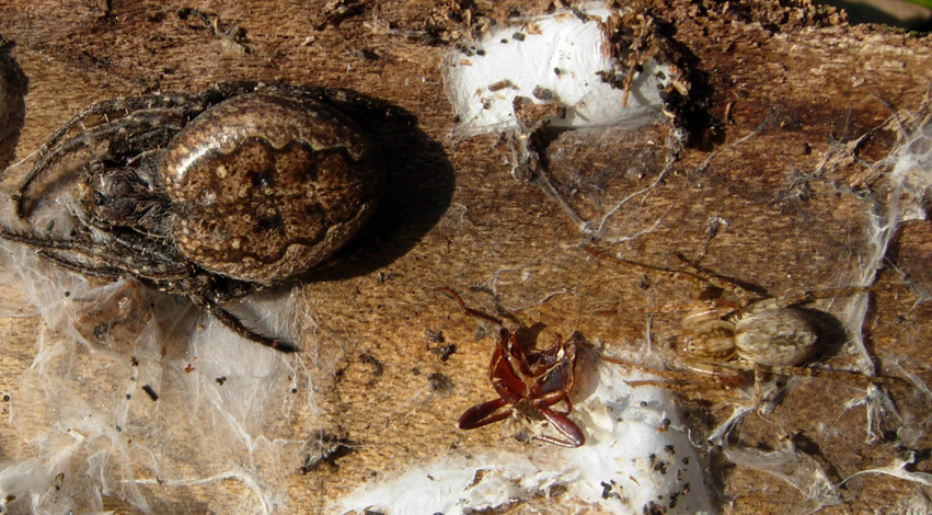Anyphaena e Nuctenea